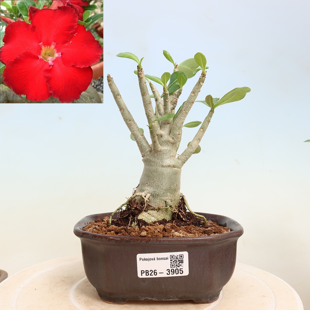 Bonsai da interno - Adenium obesum Red Star - Rosa del deserto