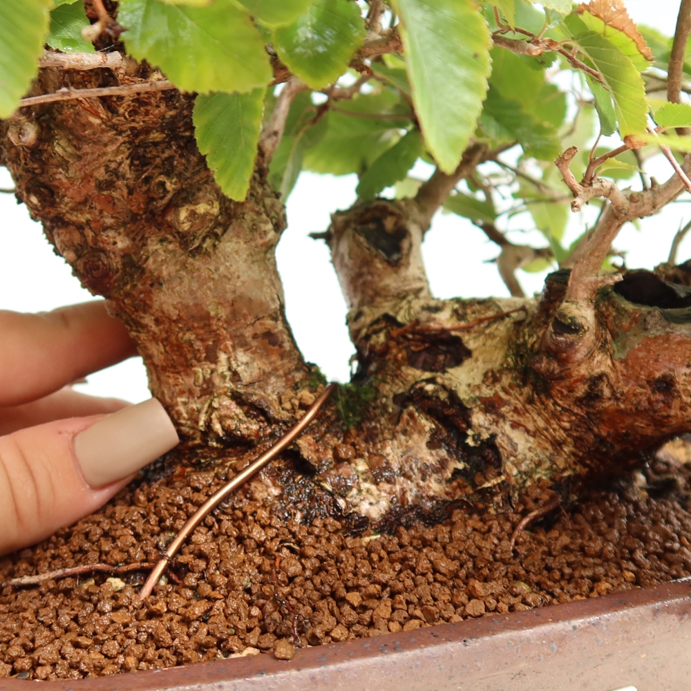 Bonsai da esterno -Carpinus CARPINOIDES - Carpino coreano