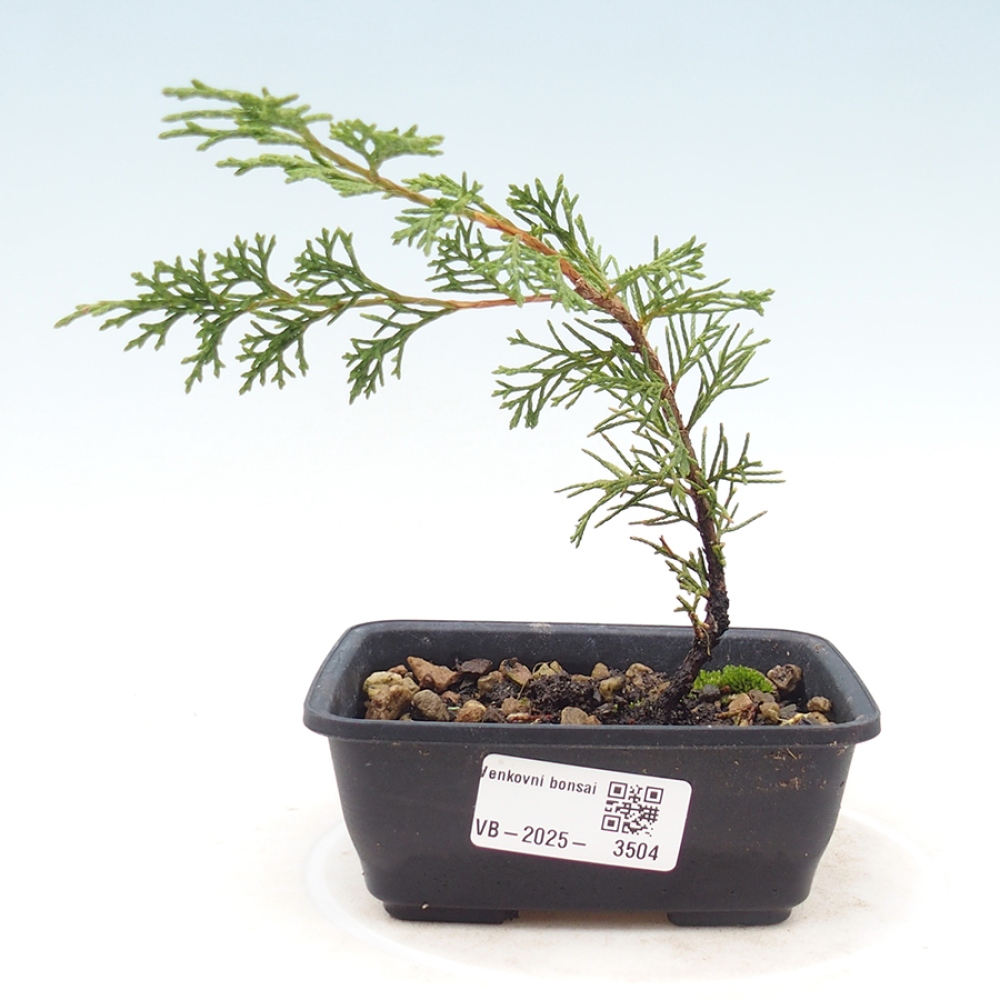 Bonsai da esterno - Juniperus chinensis Itoigawa