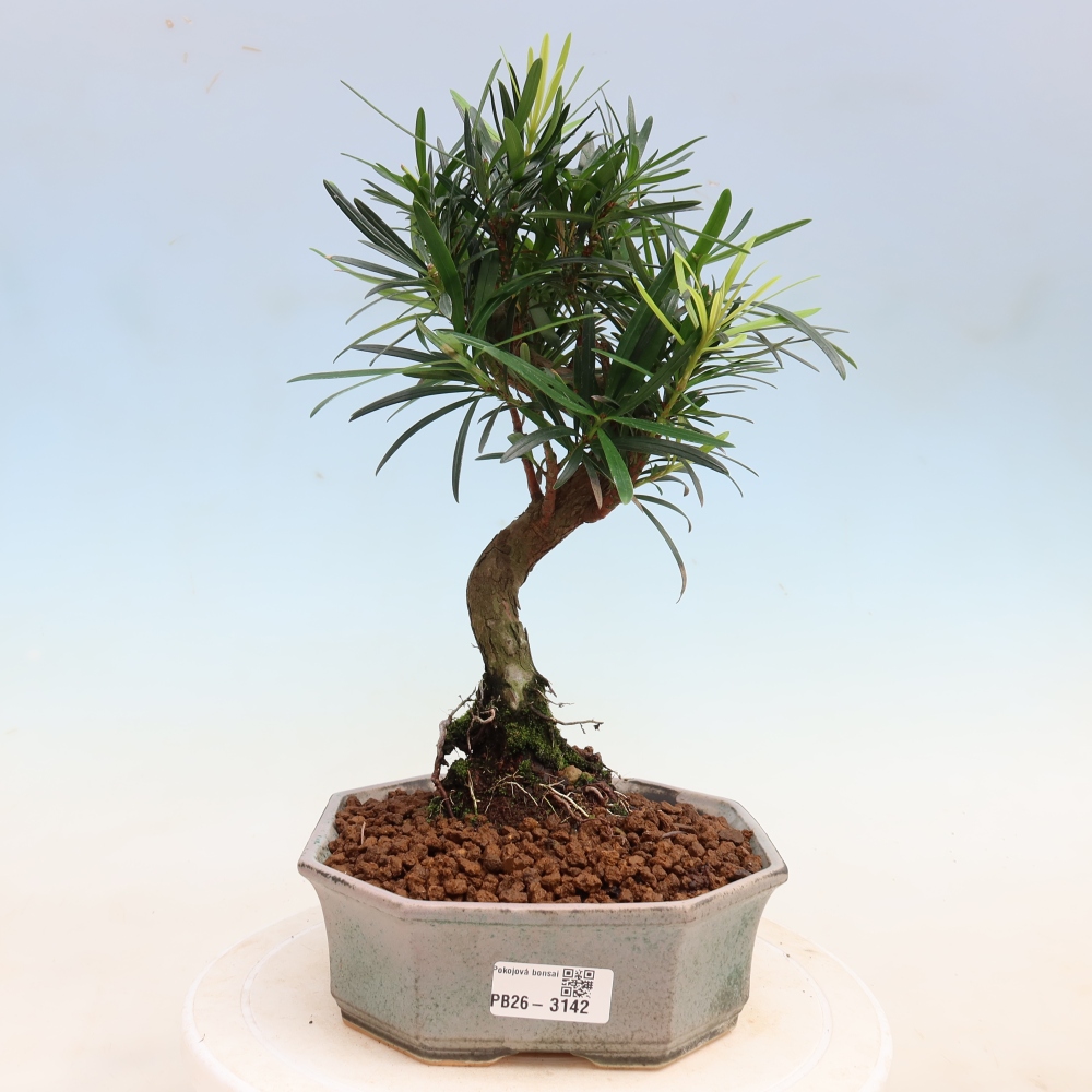 Camera bonsai - Podocarpus - Tasso delle pietre