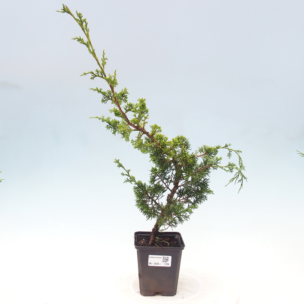 Bonsai da esterno - Juniperus chinensis Itoigawa