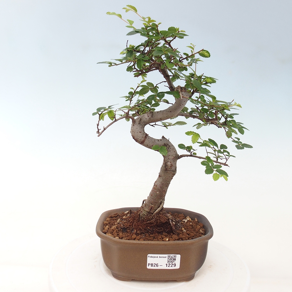 Camera bonsai - Ulmus parvifolia - Olmo a foglie piccole