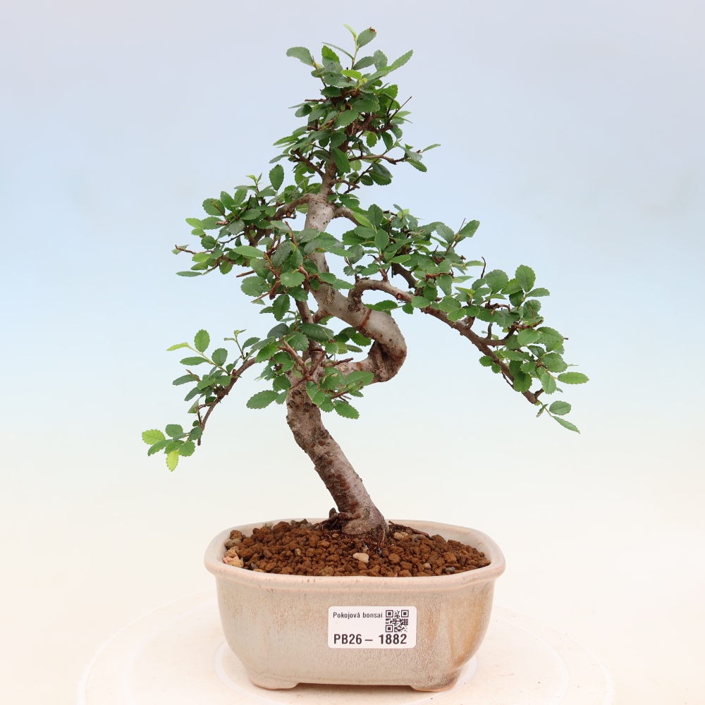 Camera bonsai - Ulmus parvifolia - Olmo a foglie piccole