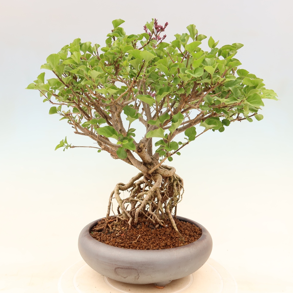 Bonsai da esterno - Syringa microphylla - lillà a fiore piccolo