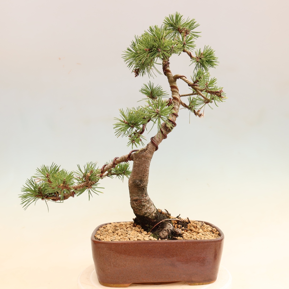 Bonsai da esterno - Pinus mugo Humpy  - Pino mugo