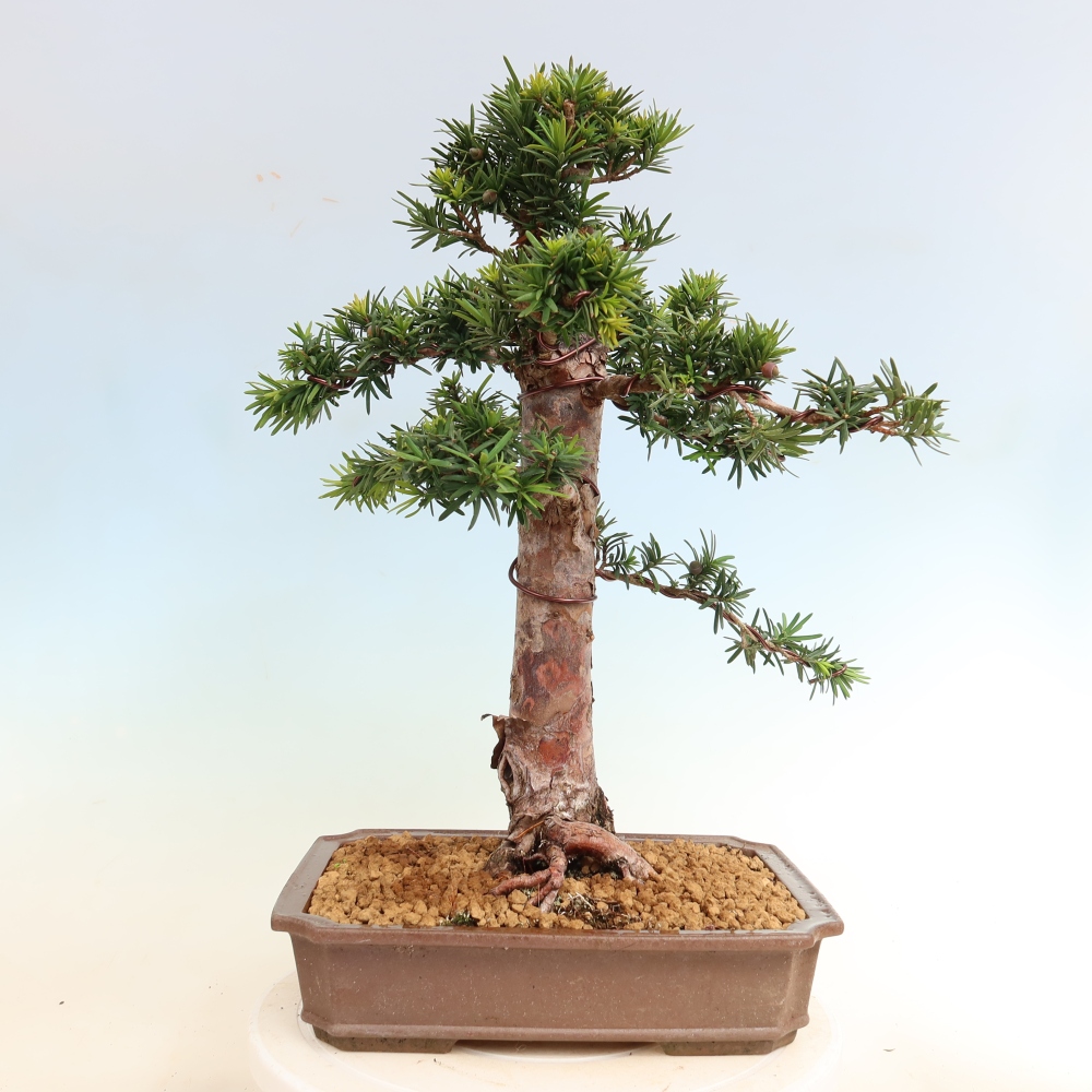 Bonsai da esterno - Taxus cuspidata - Tasso giapponese