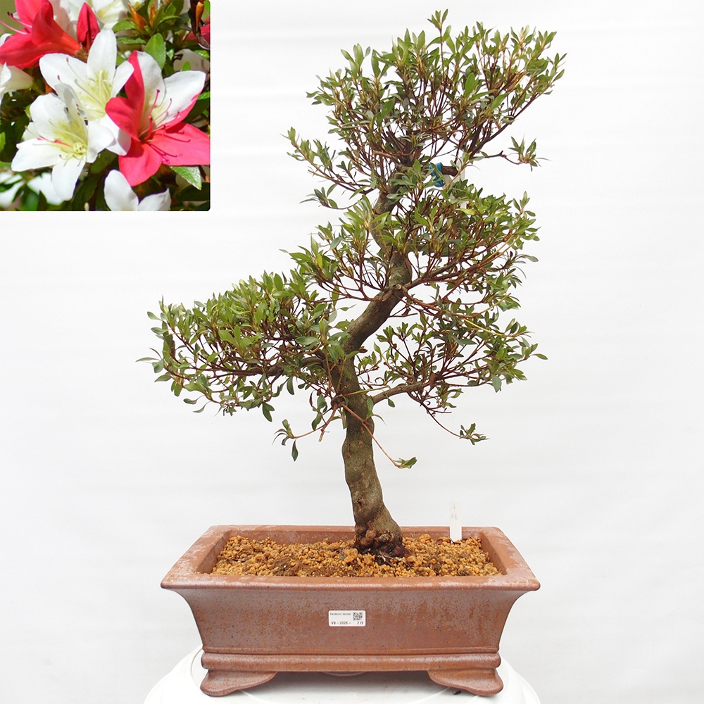 Bonsai da esterno - Azalea giapponese - Azalea CHIHIRO
