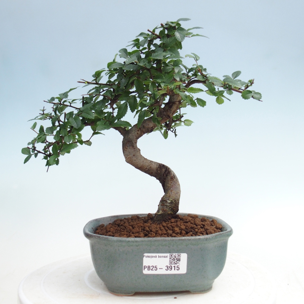 Camera bonsai - Ulmus parvifolia - Olmo a foglie piccole