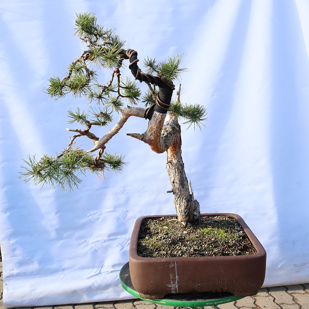Pinus sylvestris Spagna - pino silvestre