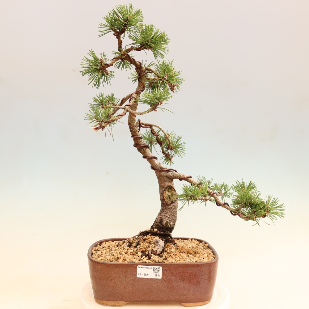 Bonsai da esterno - Pinus mugo Humpy  - Pino mugo