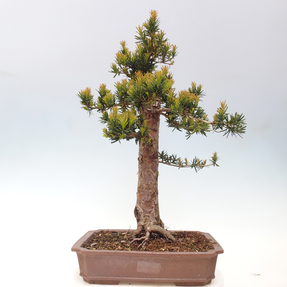 Bonsai da esterno - Taxus cuspidata - Tasso giapponese