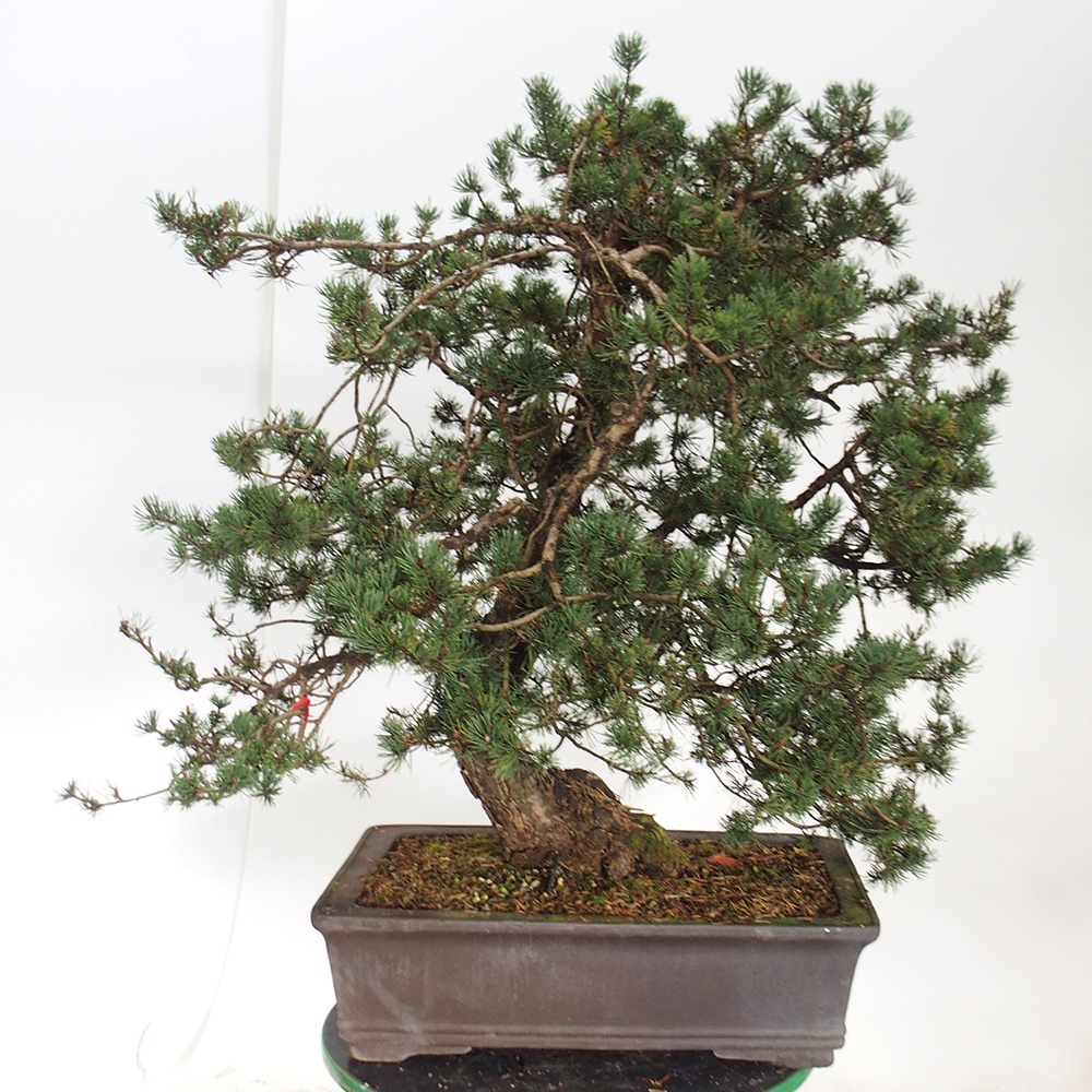 Yamadori - Pinus sylvestris Spagna