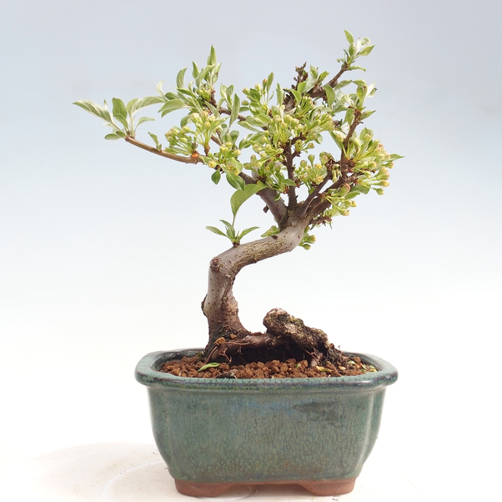 Bonsai da esterno - Malus sargentii - Melo a frutto piccolo