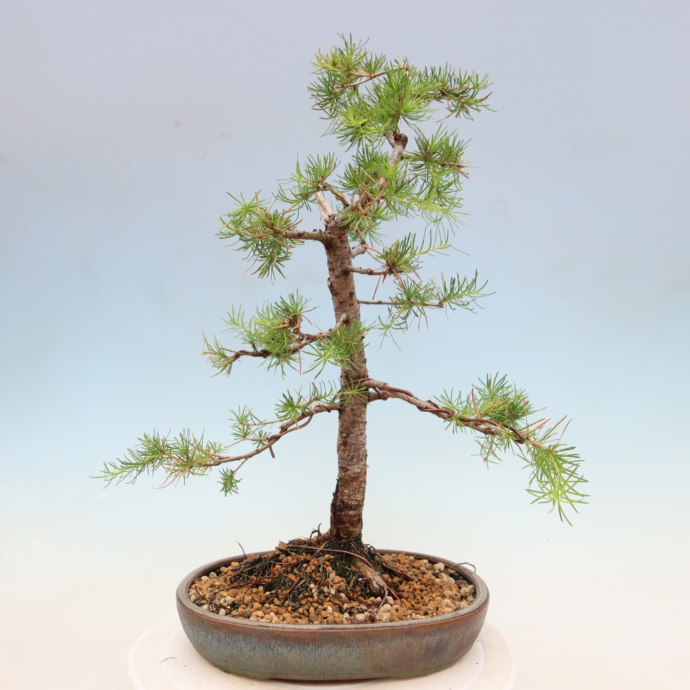 Bonsai da esterno -Larix decidua - Larice