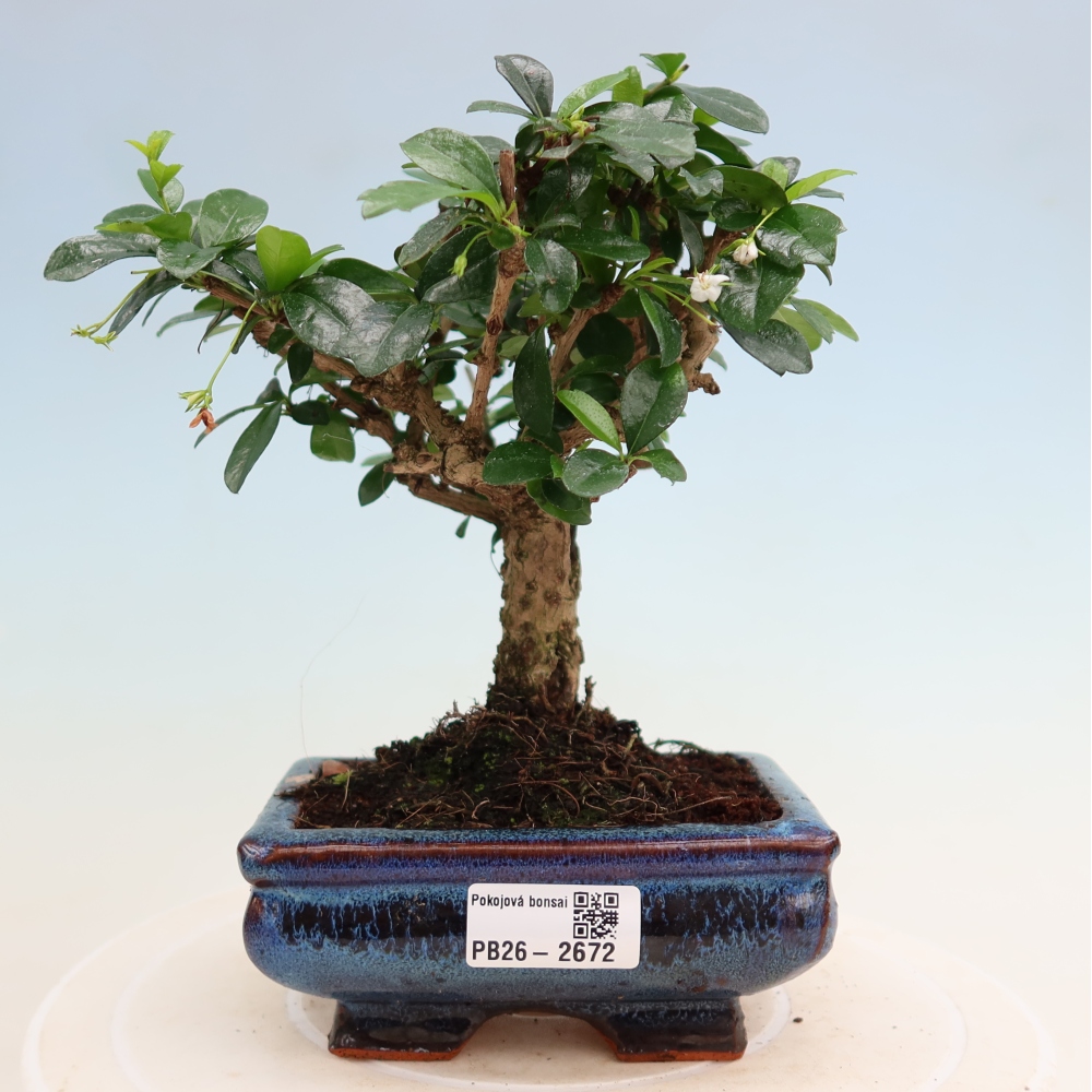 Camera bonsai - Carmona macrophylla - Tea fuki