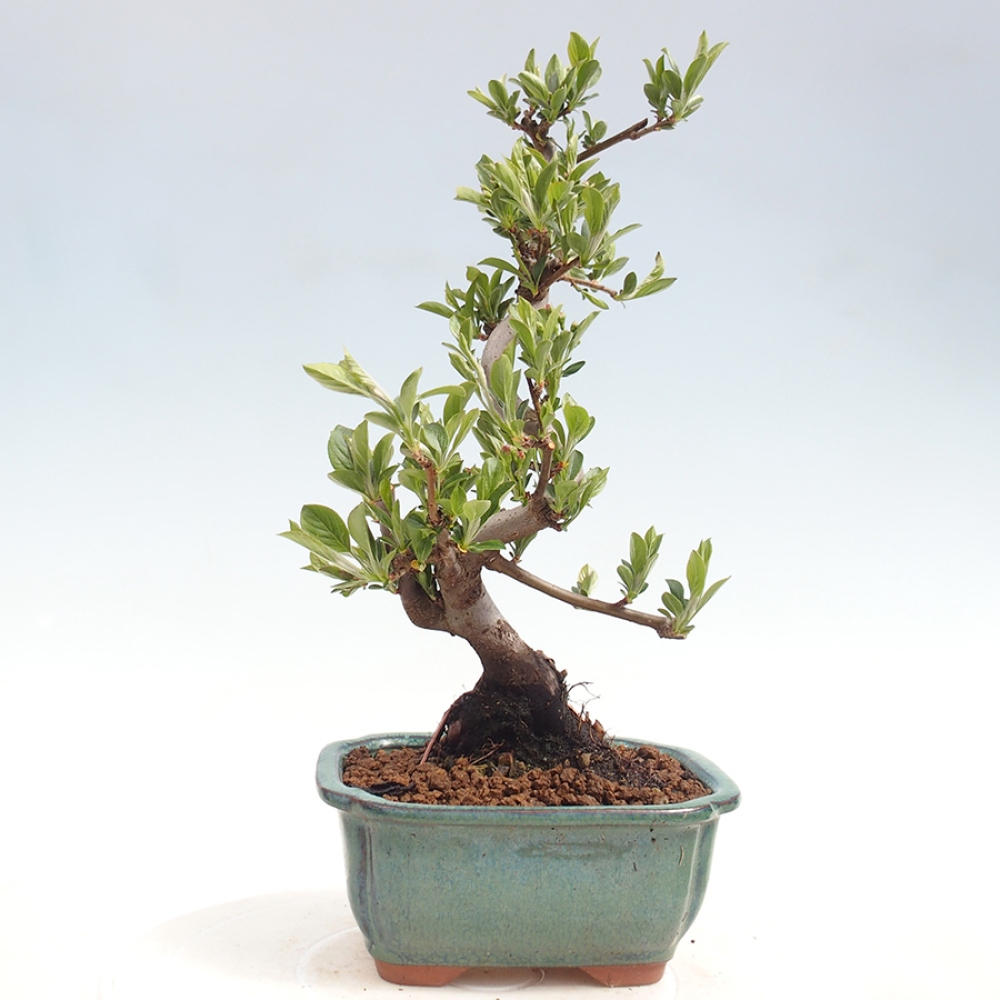 Bonsai da esterno - Malus sargentii - Melo a frutto piccolo