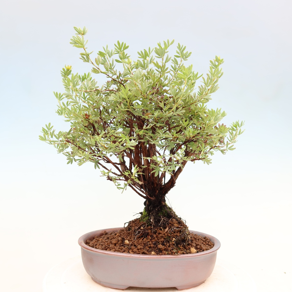 Bonsai da esterno - Potentila fruticosa