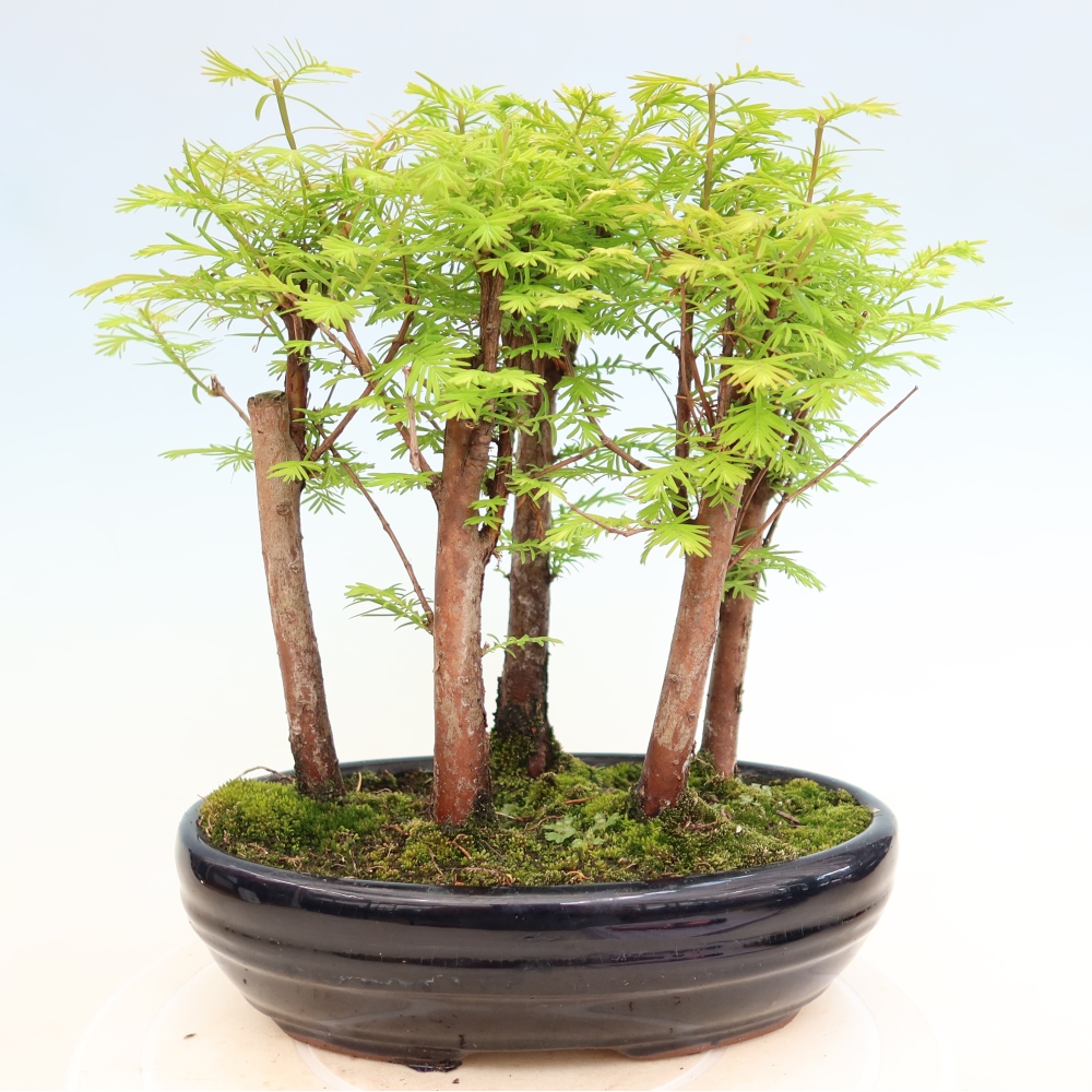 Bonsai da esterno - Metasequoia glyptostroboides - Metasequoia cinese - boschetto