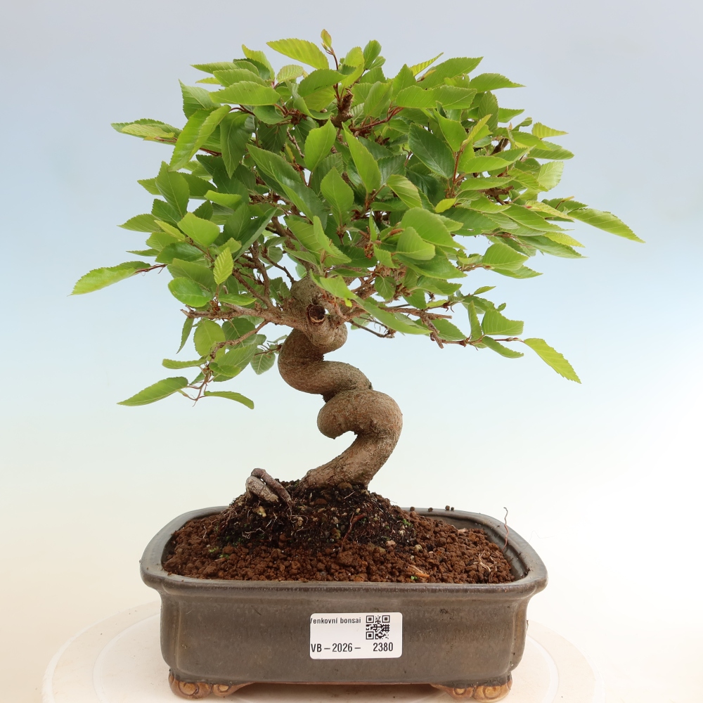 Bonsai da esterno -Carpinus Coreana - Carpino coreano