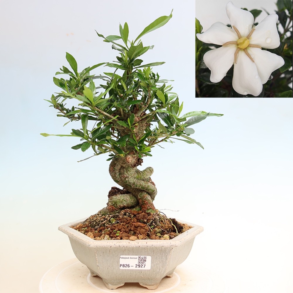 Camera bonsai - Gardenia jasminoides-Gardenia