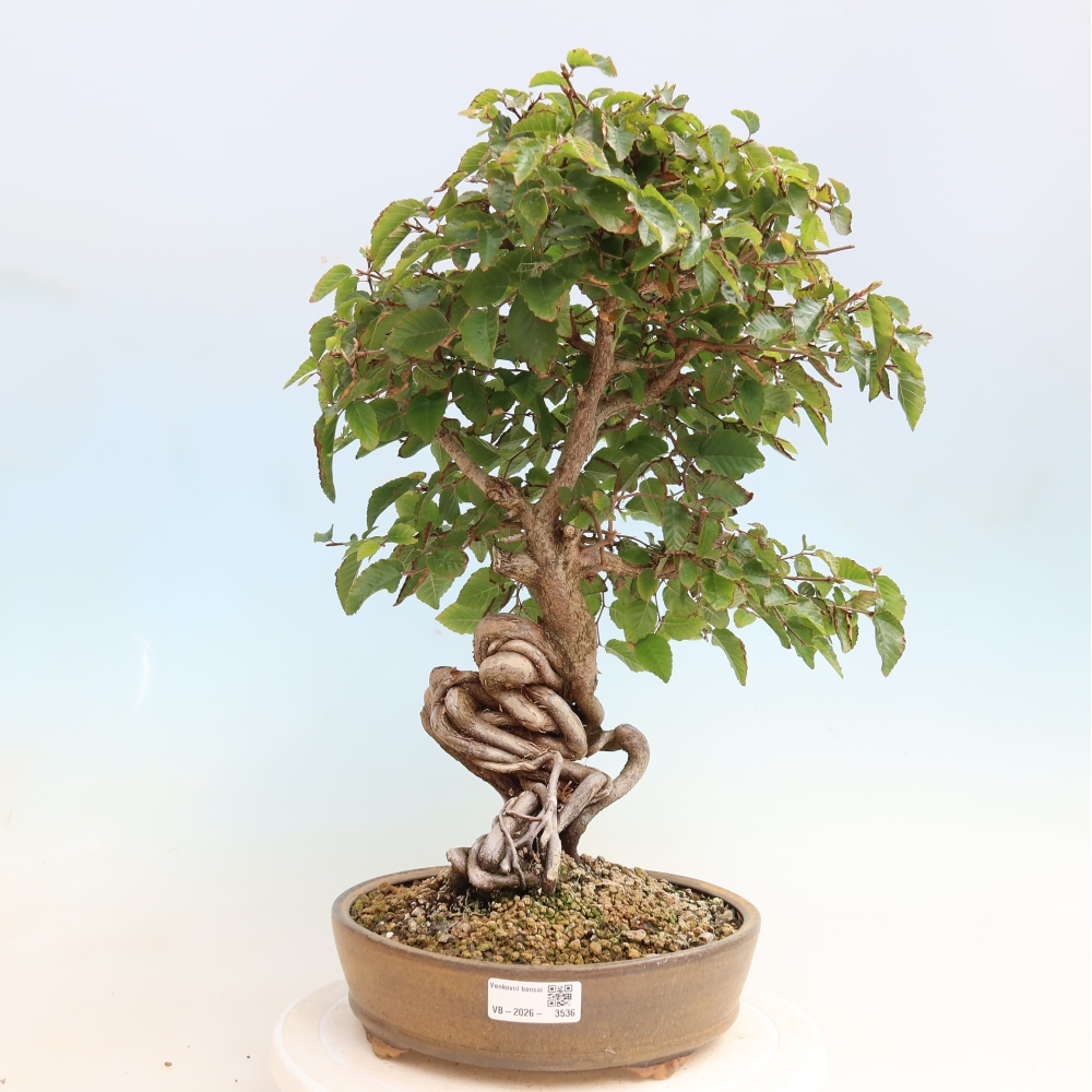 Bonsai da esterno -Carpinus CARPINOIDES - Carpino coreano
