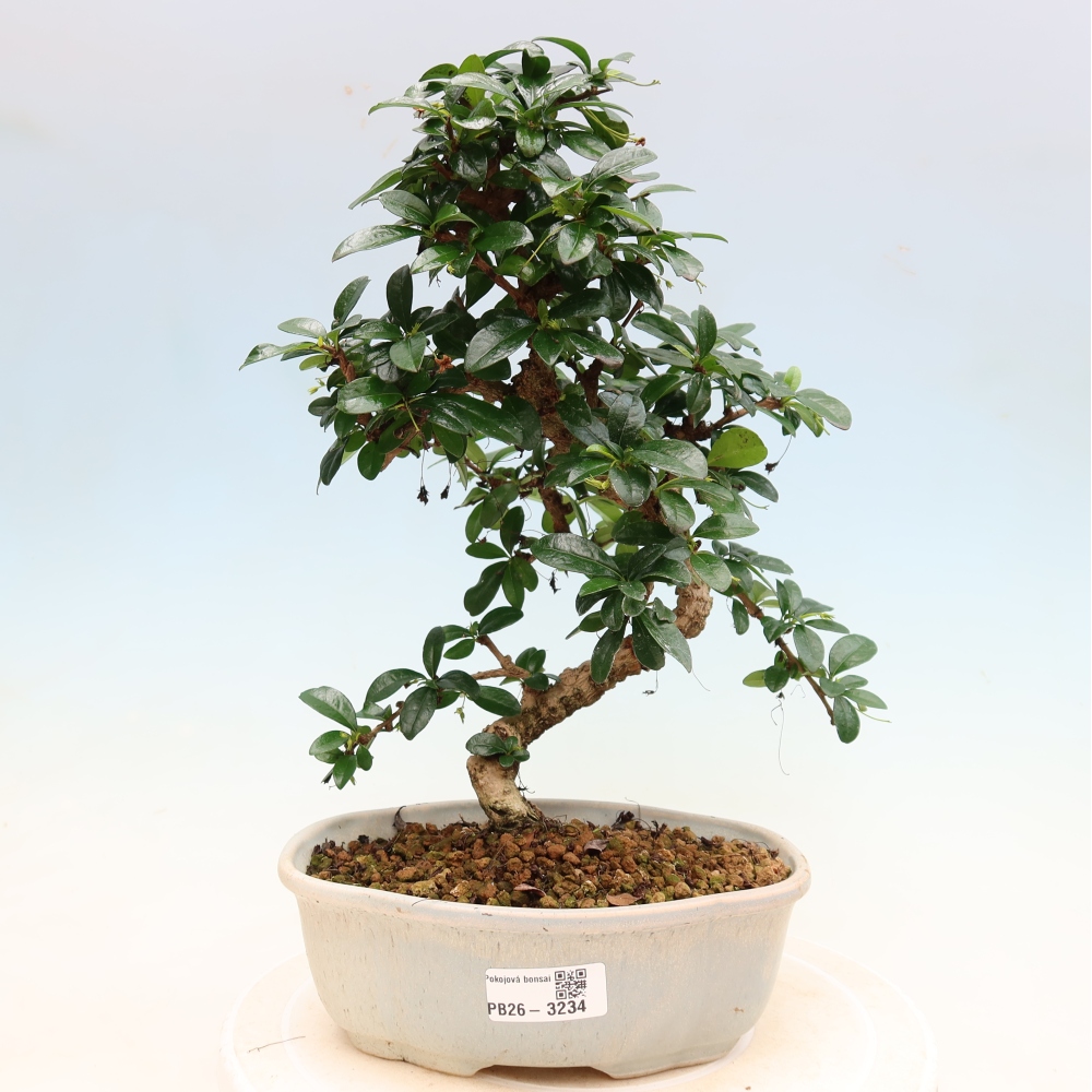 Camera bonsai - Carmona macrophylla - Tea fuki