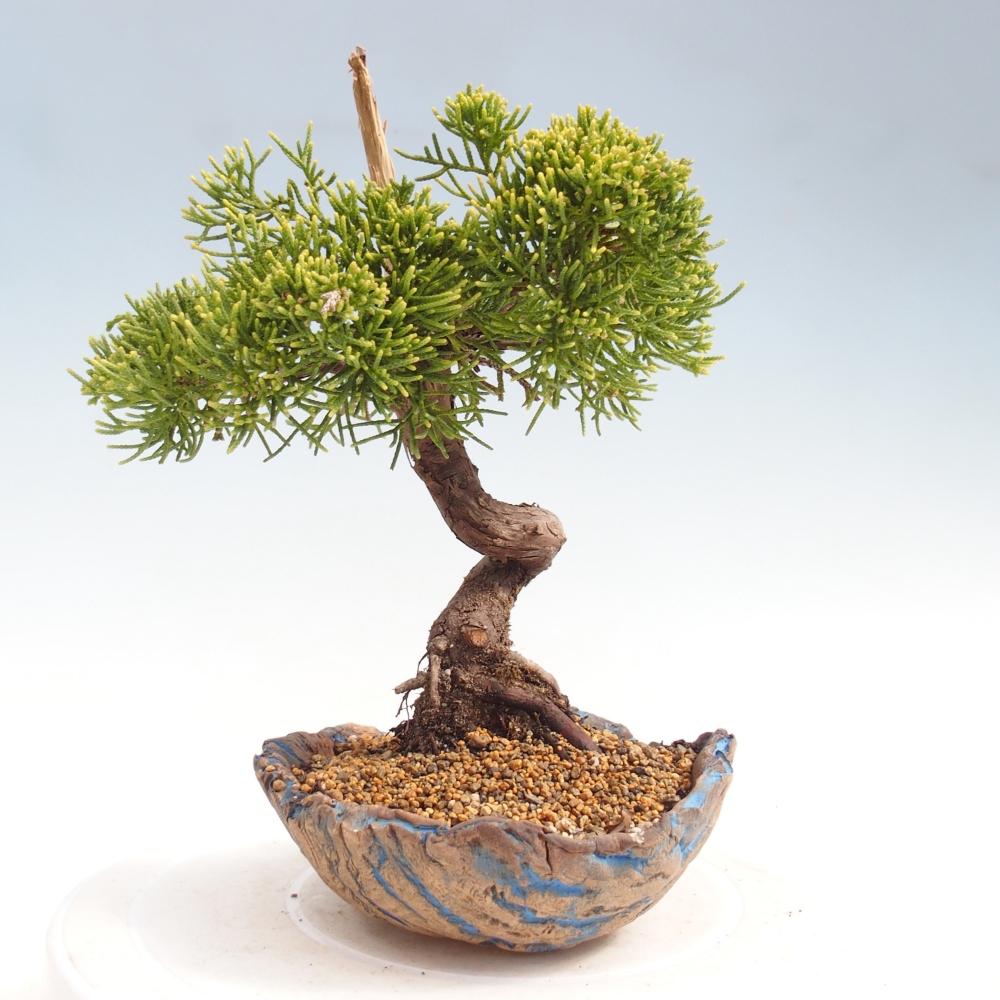 Bonsai da esterno - Juniperus chinensis Kishu