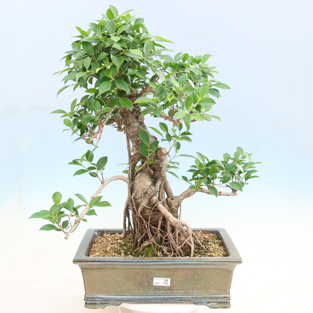 Camera bonsai - Ficus kimmen - ficus a foglie piccole