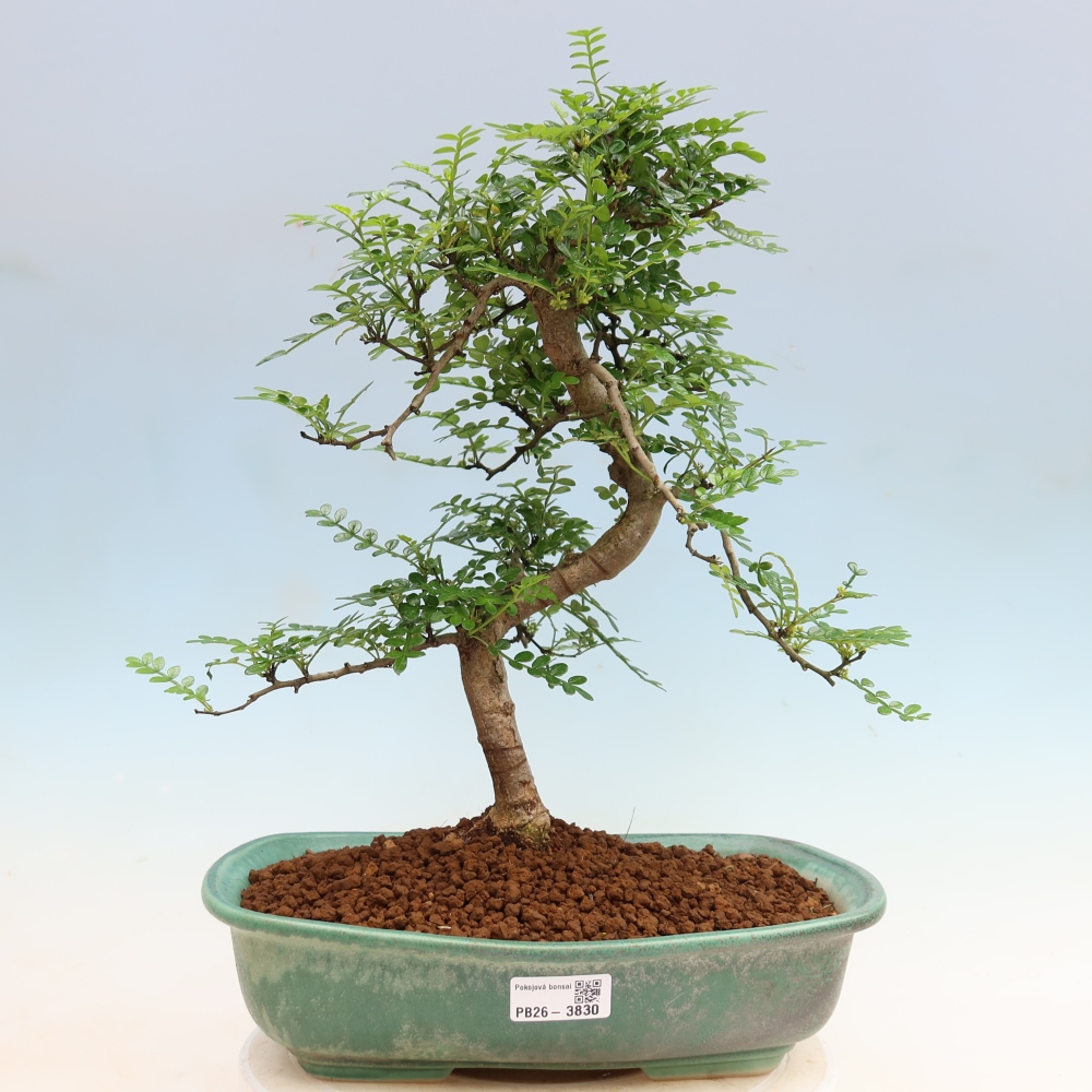 Camera bonsai - Zantoxylum piperitum - albero del pepe