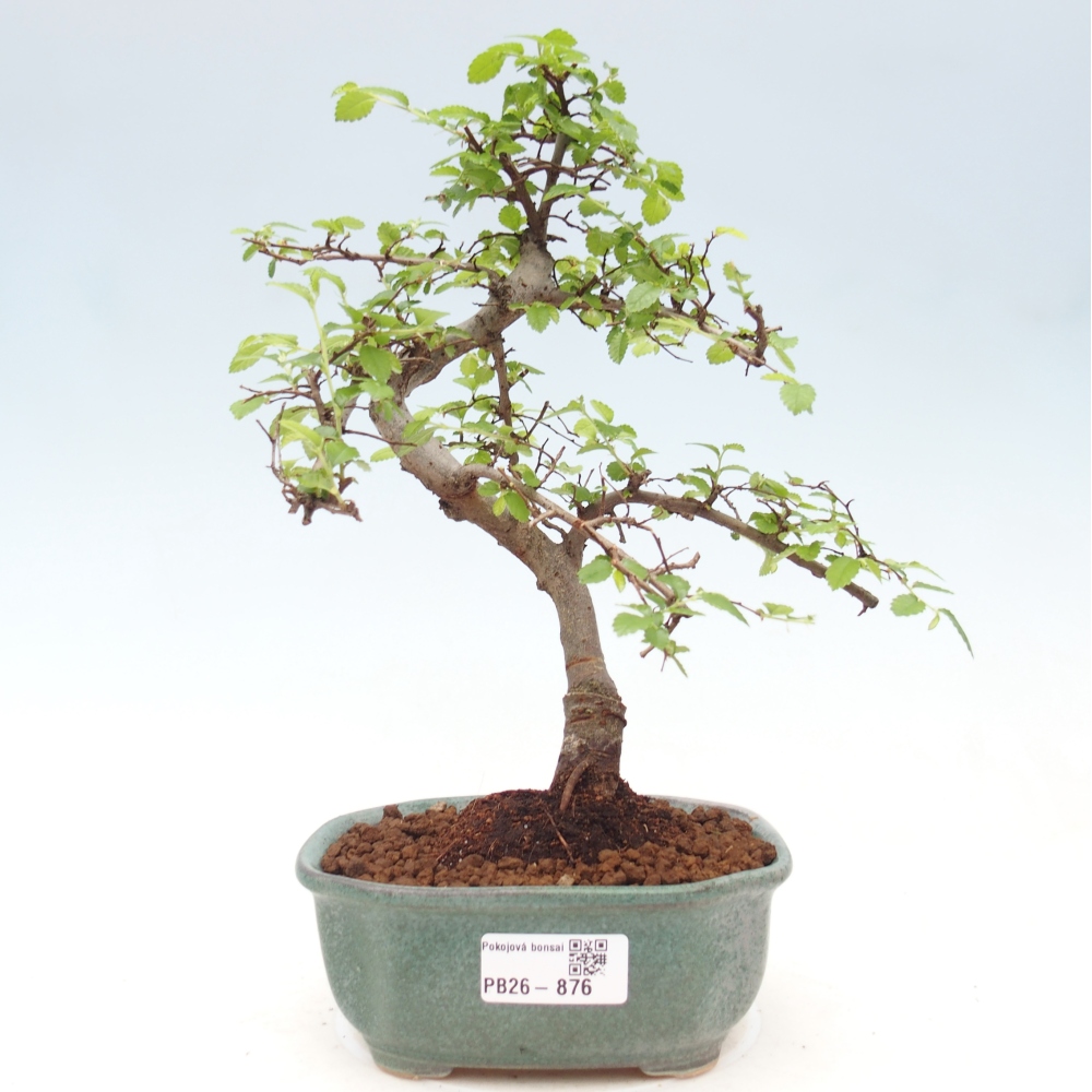 Camera bonsai - Ulmus parvifolia - Olmo a foglie piccole
