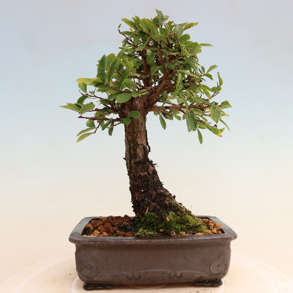 Bonsai da esterno - Zelkova - Zelkova NIRE