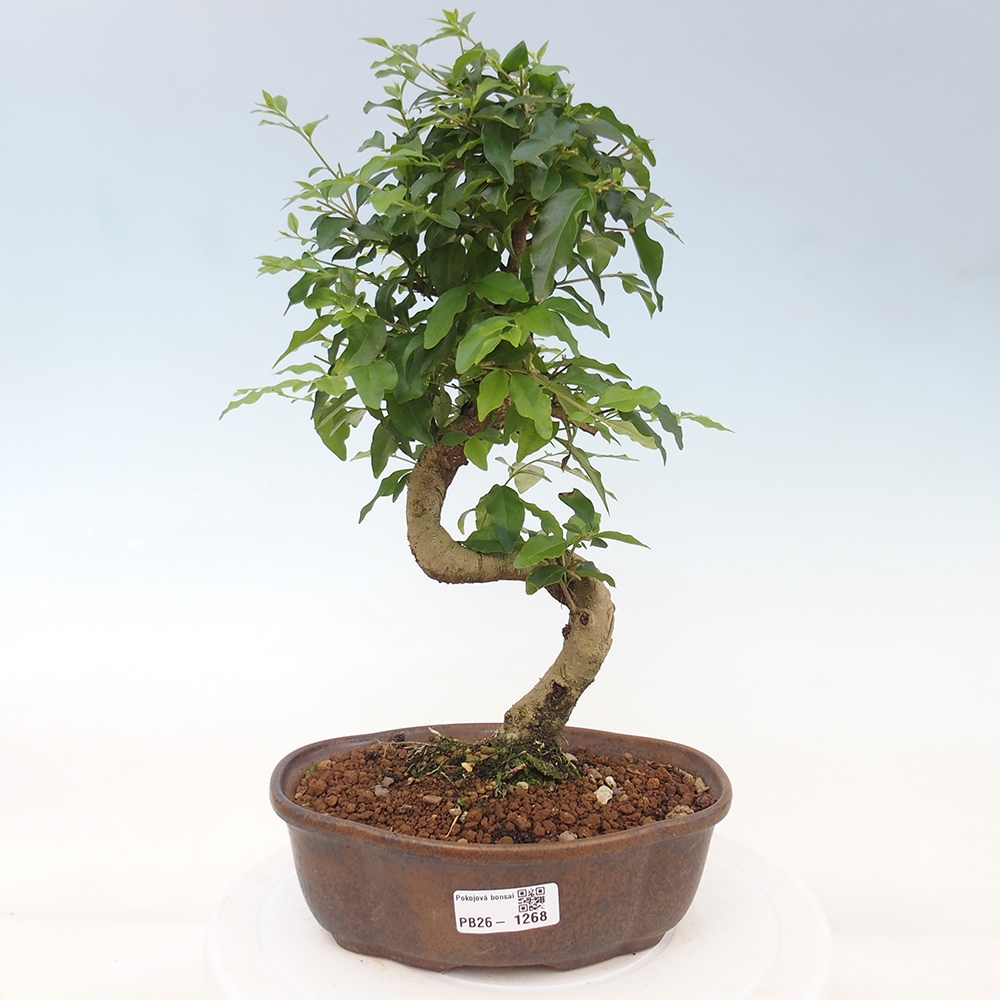 Camera bonsai -Ligustrum chinensis - Becco d'uccello