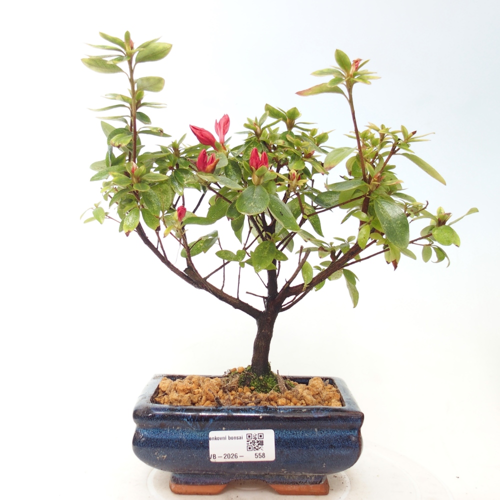Bonsai da esterno - Azalea giapponese - Azalea sp.