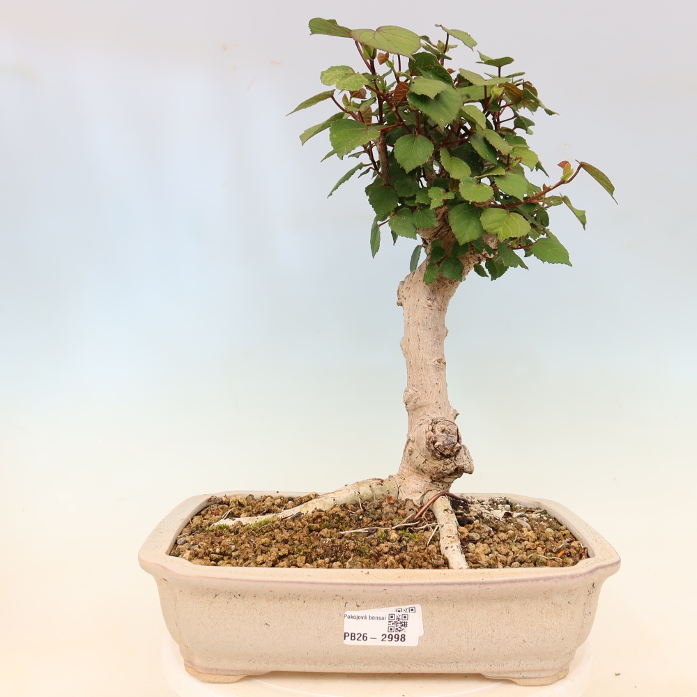 Bonsai da interno - Hibiscus tiliaceus - Ibisco marino
