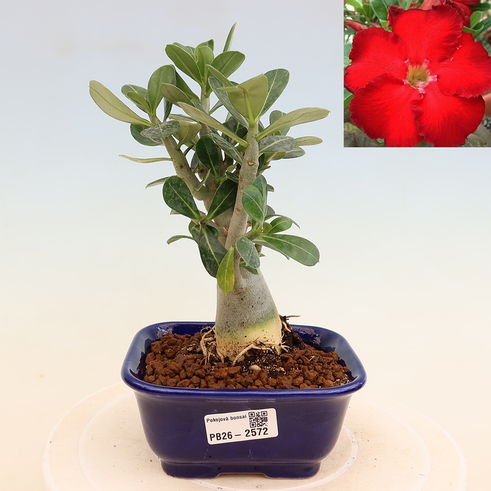 Bonsai da interno - Adenium obesum Red Star - Rosa del deserto