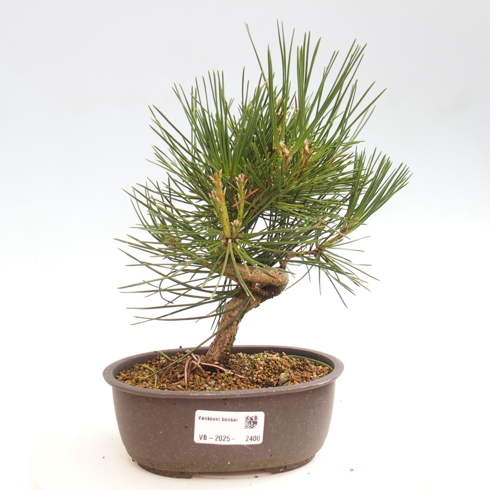 Bonsai da esterno - Pinus thunbergii - Pino di Thunberg