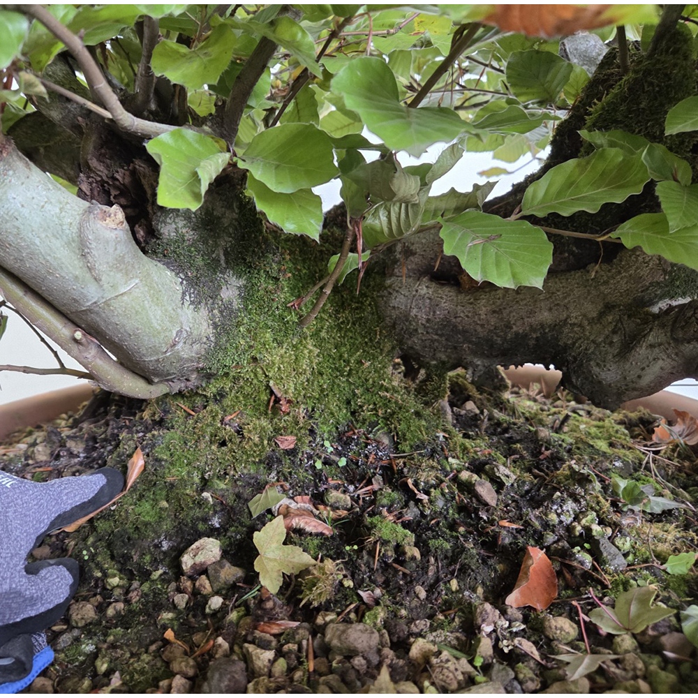 Bonsai da esterno-Fagus sylvatica