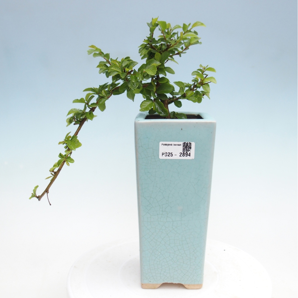 Bonsai da interno - Grewia occidentalis - Stella marina della lavanda