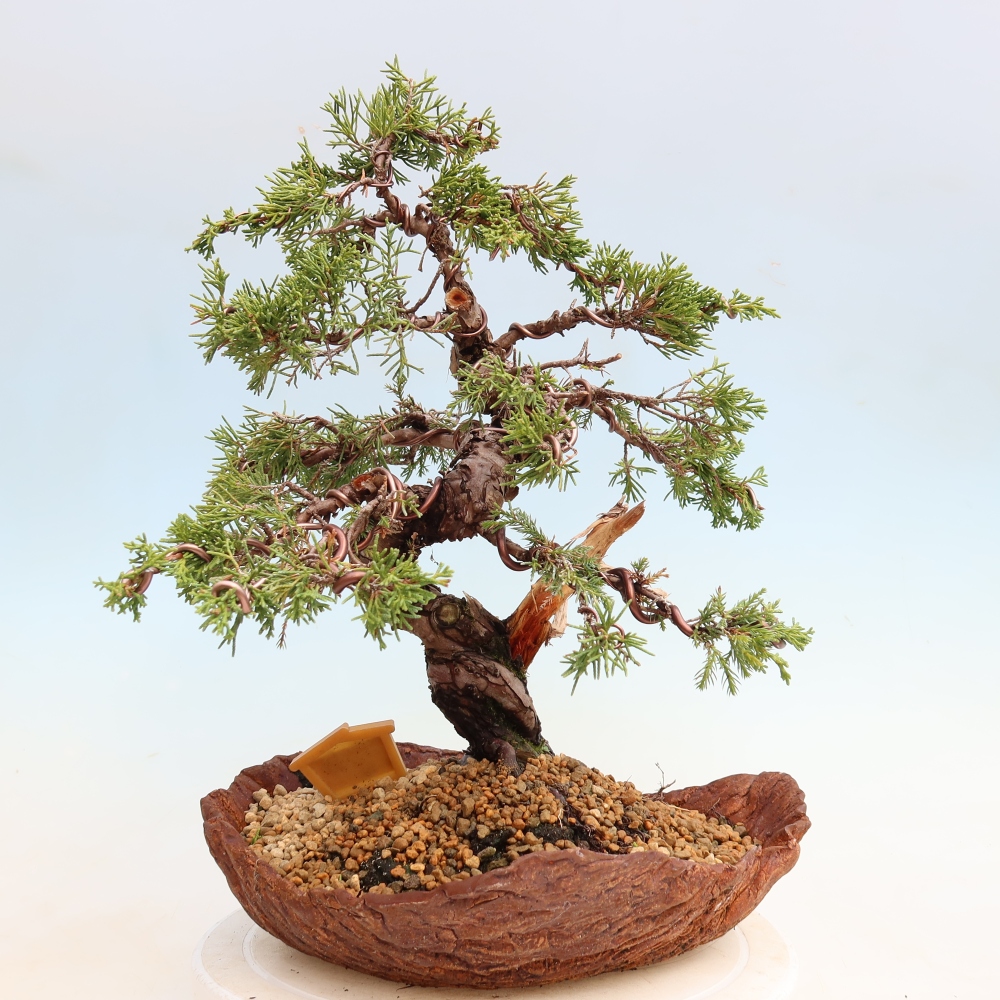 Bonsai da esterno - Juniperus chinensis Itoigawa-Juniperus chinensis