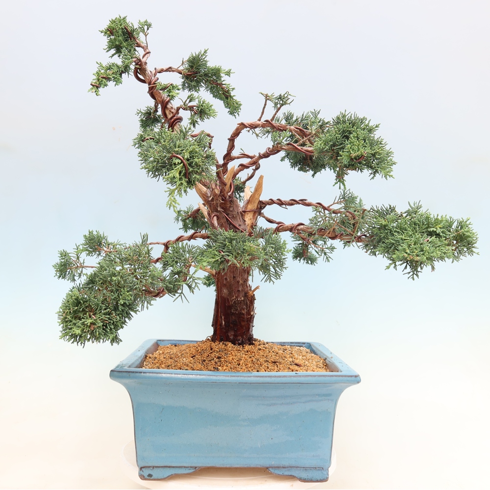 Bonsai da esterno - Juniperus chinensis Kishu