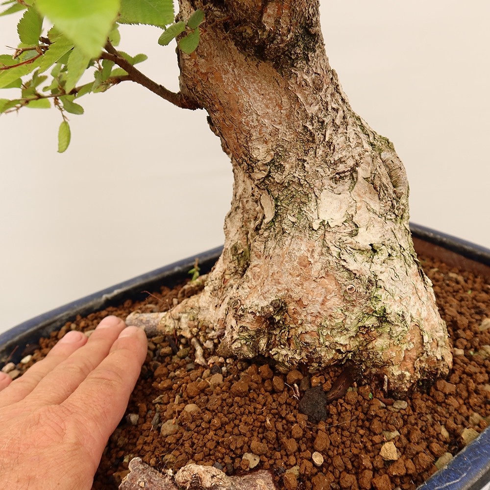 Bonsai da esterno -Carpinus Coreana - Carpino coreano