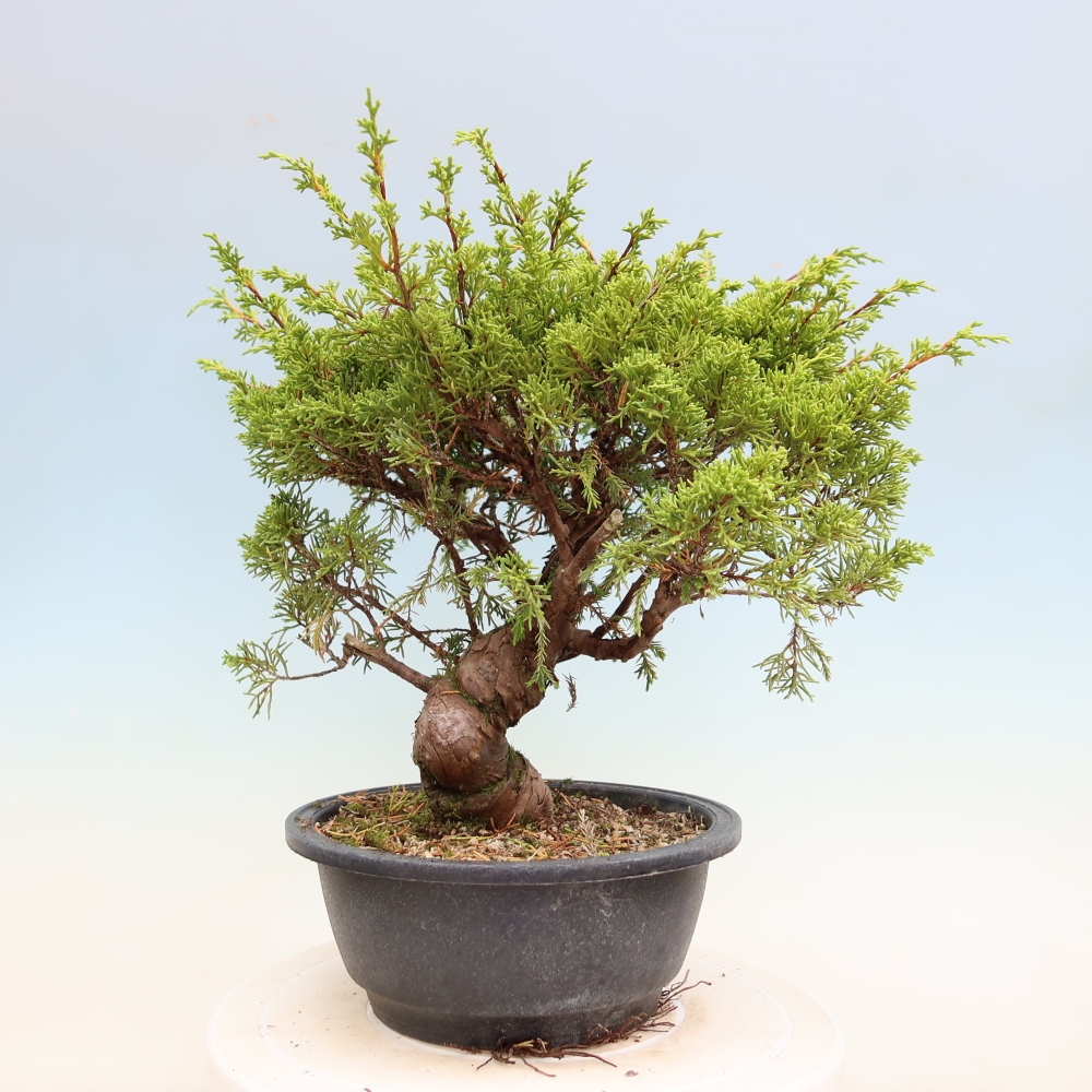 Bonsai da esterno - Juniperus chinensis Itoigawa-Juniperus chinensis