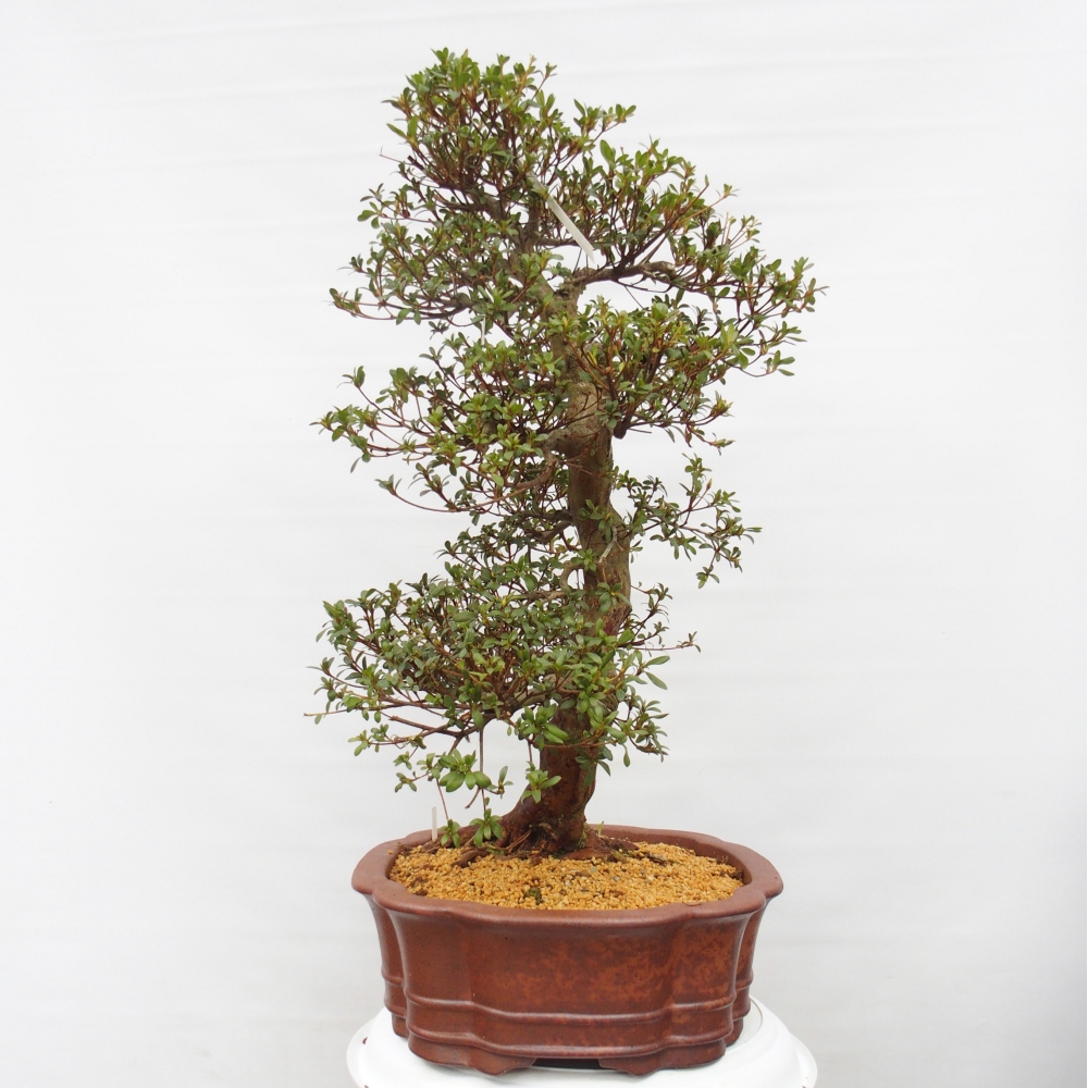 Bonsai da esterno - Azalea giapponese - Azalea Shunen