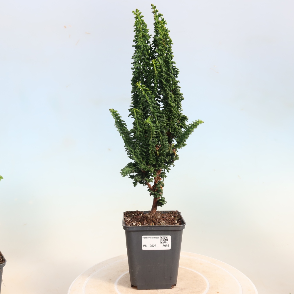 Bonsai da esterno - Cham. obtusa SEKKA HINOKI - Cipresso