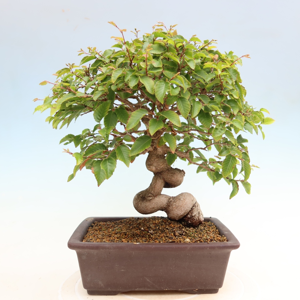 Bonsai da esterno -Carpinus Coreana - Carpino coreano