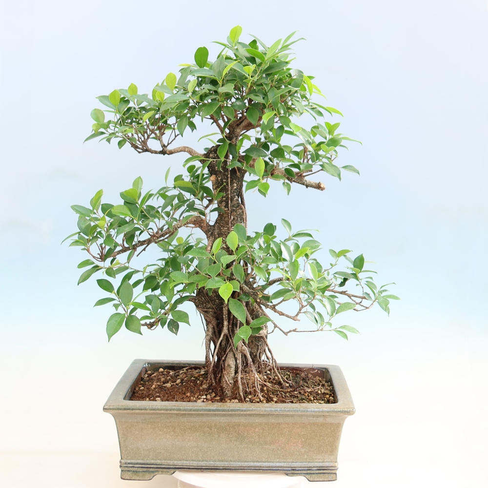 Camera bonsai - Ficus kimmen - ficus a foglie piccole
