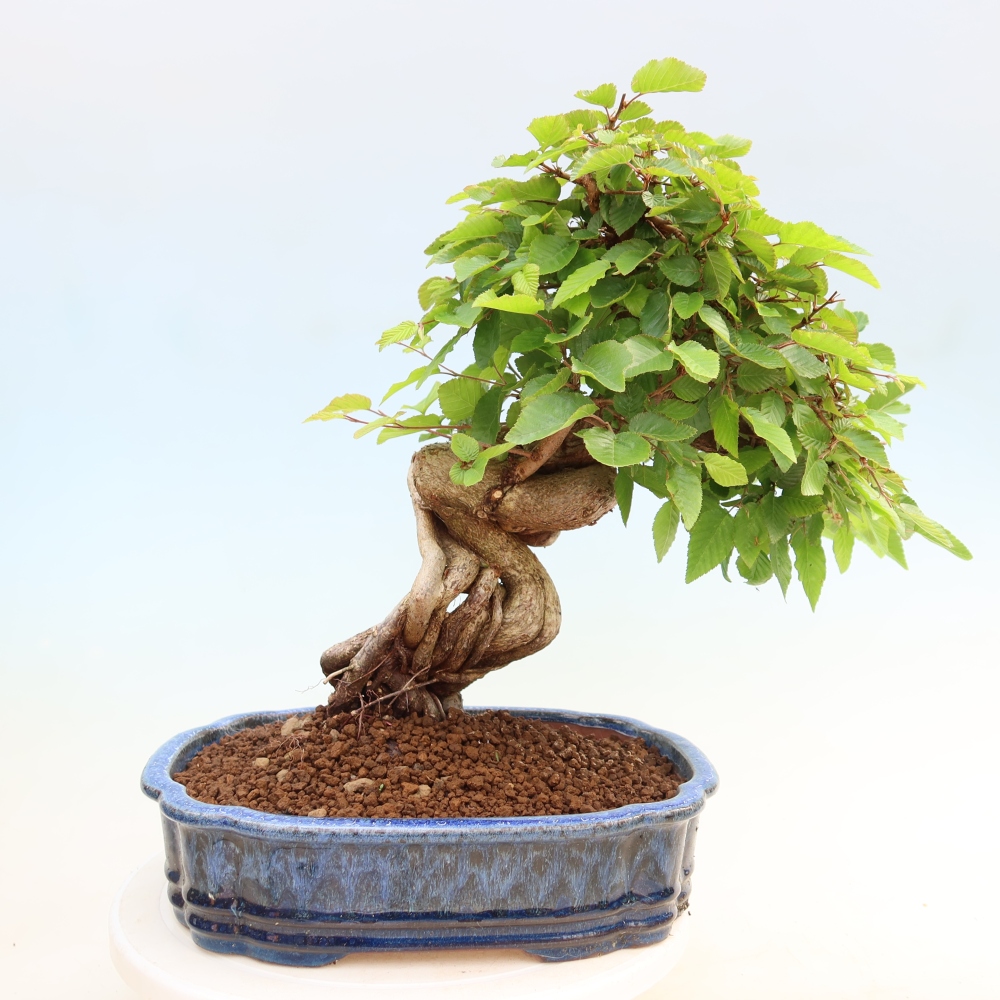 Bonsai da esterno -Carpinus Coreana - Carpino coreano