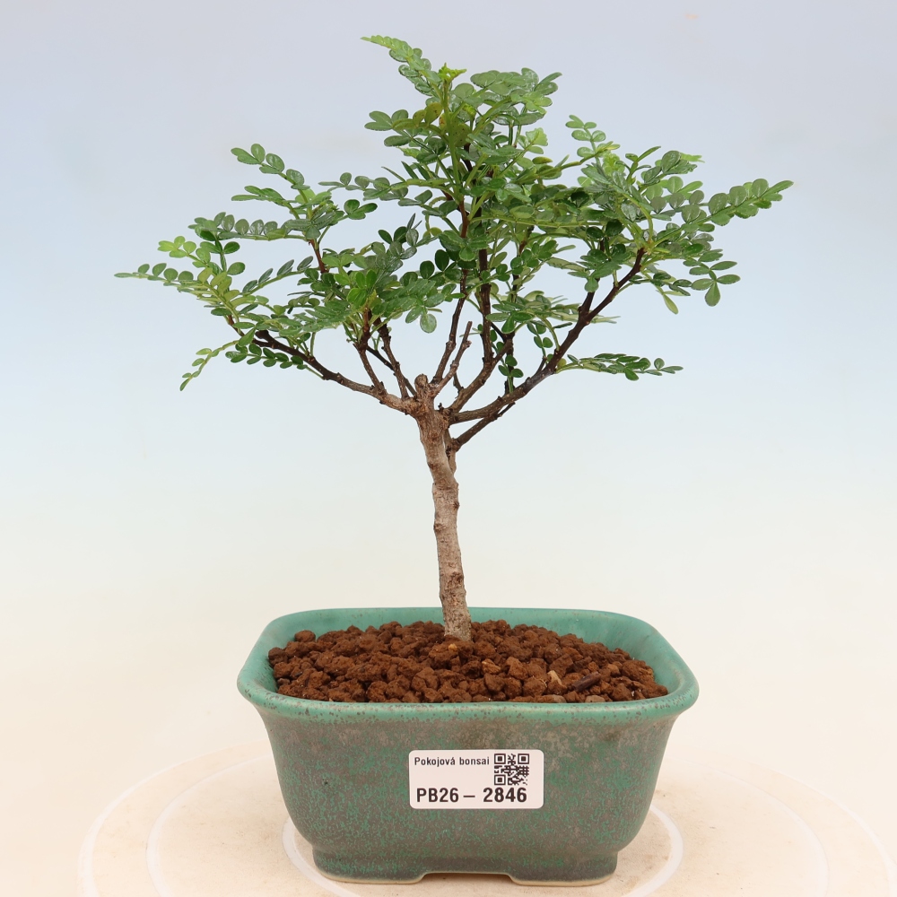 Camera bonsai - Zantoxylum piperitum - albero del pepe