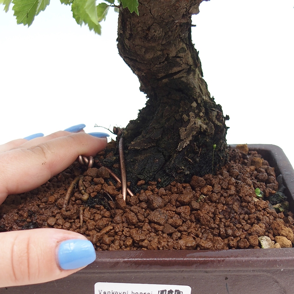 Bonsai da esterno - Zelkova - Zelkova NIRE