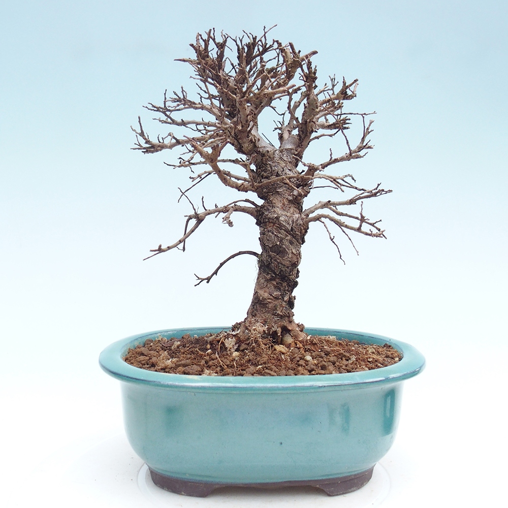 Bonsai da esterno - Zelkova - Zelkova NIRE